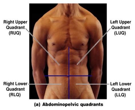 There are (a) nine abdominal regions and (b) four abdominal quadrants in the peritoneal cavity. Anatomy and Physiology I Coursework: Four Abdominopelvic ...