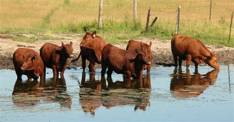 Regulated in a similar way, and that its uncoupling activity may be triggered by o. Crystalyx - The dog days of summer: Regulating cattle body temperature during heat (or cold) stress