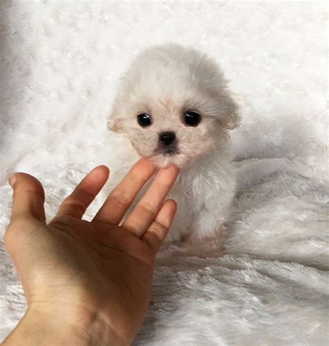 Ancestor of large sled dogs, the pomeranian is a sociable dog with a lush coat of hair. iHeartTeacups | We have beautiful and tiny Teacup and ...