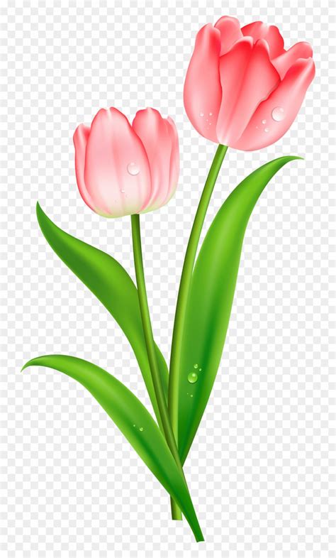 Gambar ini memiliki lisensi hak cipta dan tersedia untuk penggunaan komersial. 12+ Frame Gambar Bunga Tulip - Galeri Bunga HD