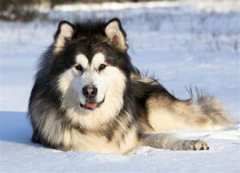 What is the typical lifespan of an alaskan malamute? Training the Alaskan malamute successfully | Pets4Homes ...