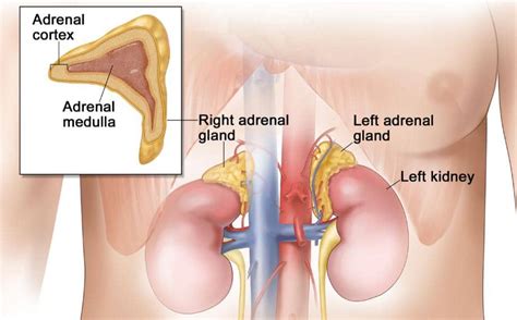 A chordoma is a form of bone cancer that can occur anywhere along the length of the spine, from the base of the skull to the lower back. Adrenal Cancer Life Expectancy - CancerOz