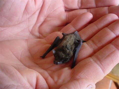 That's not a bumble bee bat. Bumble Bee Bat, they are endangered, there are fewer than ...