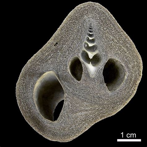 Maybe you would like to learn more about one of these? Bryoliths document a mutualistic symbiosis between a ...