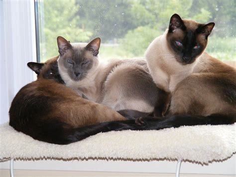 Realistic simulation siamese cat plush toy lifelike stuffed animal doll kid gift. MY 3 SIAMESE CATS SAM,MAX,AND THEO. CHOCOLATE POINT, SEAL ...