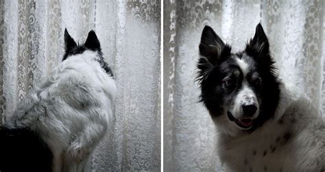 Последние твиты от gerrard gethings (@gezgethings). Gerrard Gethings. Photography. | Pet portraits, Animals, Dogs