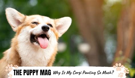 My puppy is breathing fast when sleeping. Why Is My Corgi Panting So Much? Heavy Breathing FAQ's ...