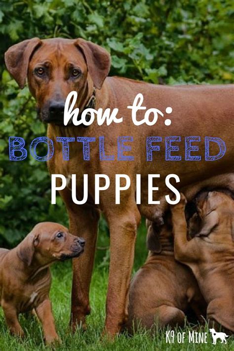 Puppies in the newborn puppy development stage are completely helpless, being born blind, deaf and neurologically underdeveloped. How to Bottle Feed a Puppy: Bottle-Feeding Tips, Tricks ...