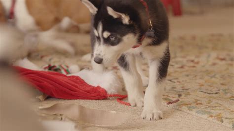 A husky, a beagle, a bloodhound, a labrador retriever, a pomeranian, and probably whatever breed. Retire the Yule Log Videos, It's Time for Puppies Crash Christmas | GQ