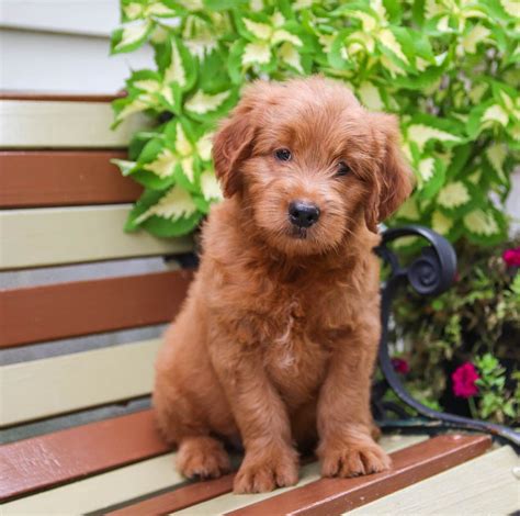 Healthy with shots and deworming up to date. Mini Goldendoodle Puppies for Sale | Mini goldendoodle ...