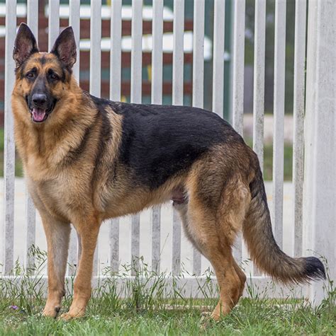 Find the best dog breed for you and your family, learn about its personality, health issues, costs of ownership these 20 popular dog breeds are known for their unique appearances and personalities. Thor | Austin German Shepherd Dog Rescue