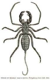 Internet, meet the tailless whip scorpion. Thelyphonida (arachnid order) a.k.a. Vinegaroons | Spider ...