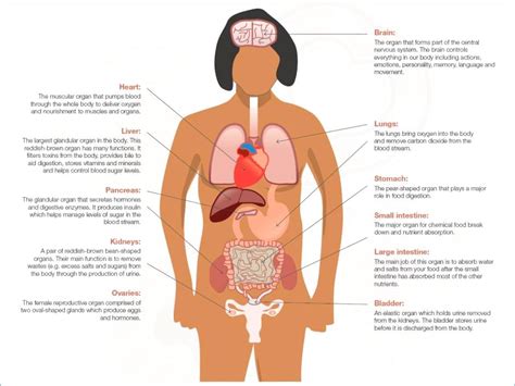 See more ideas about diagram, parts, gaggia. Female Body Parts Labeled - Female Body Diagram Anatomy ...