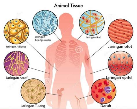 Tumbuhan dan hewan terjadi pertukaran o2 dan reaksi : Jaringan Adalah - Pada Tumbuhan, Hewan & Manusia Dalam Biologi