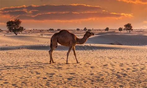 The desert is the natural habitat for the arabian. Morning Desert Safari Dubai - Dune Bashing, Camel Riding ...