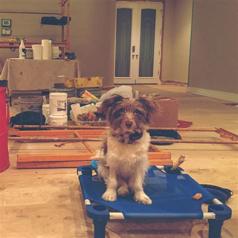 We recently started training our puppies to alert. Puppy Delivery & New Owner Training - Welcome Home - Peace ...