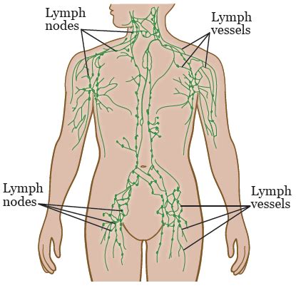 The principle organs in the chest are the. Lymphatic Mapping with Sentinel Node Biopsy | Memorial ...