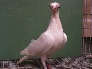 Budapest short face tumbler pigeon. White Beak White