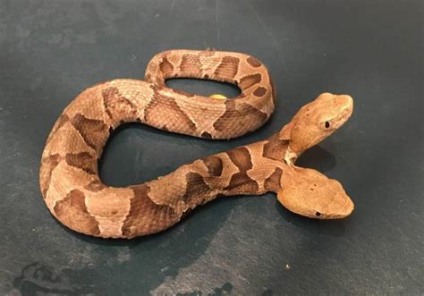 Which of the following about the copperhead snake is true. Rare Two-Headed Copperhead Snake Discovered In Virginia