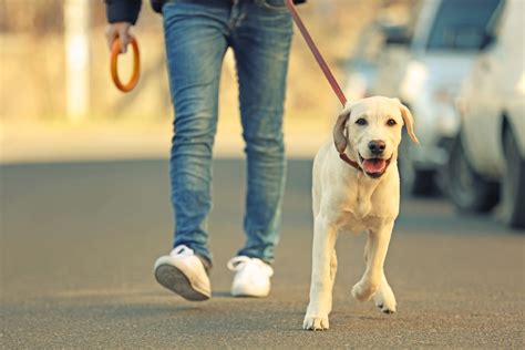 Psy pomogą nam w walce z koronawirusem? | Republika Kobiet - Pierwszy ...
