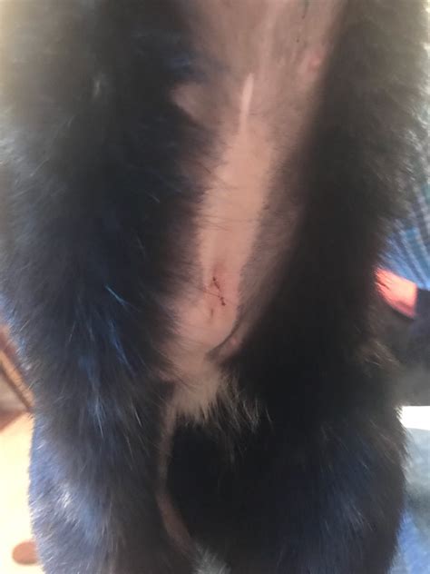My kitten was spayed Tuesday and has now developed a ...