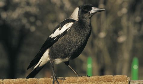 Magpies are birds of the corvidae family. Here are 4 things you definitely didn't know about Aussie ...