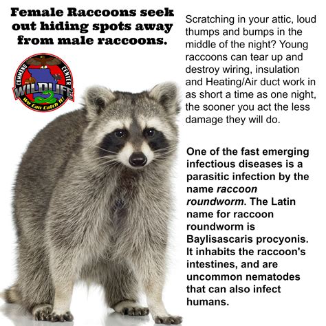 You're sitting correctly, with strong posture, and you know how to hit a key properly. Protecting. Best Way To Get Rid Of Raccoons In Attic. www ...