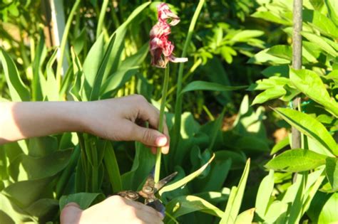 Tulpe 'serano' blüht in der ersten märzhälfte. Tulpen schneiden » Tutorial Anleitungen, Tipps und Tricks