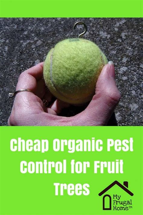 The mode of action is the way that the insecticide kills or repels the target pest. Cheap Organic Pest Control for Fruit Trees | Organic pest ...