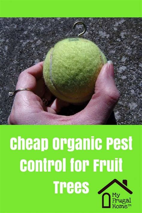 While there are numerous different ways to play pest control, there are a few common strategies used in order to help gain pest points most efficiently. Cheap Organic Pest Control for Fruit Trees | Organic pest ...