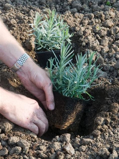 Some of our institutions are closed, but our experts are still moving! Types of Lavender | Lavender hedge, Lavender plant ...