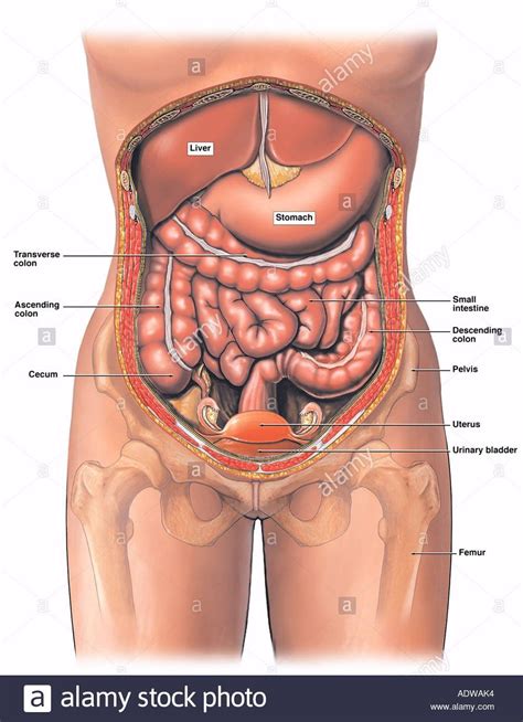 Stomach layers images, stock photos & vectors | shutterstock. Drawing The Human Figure - Tips For Beginners - Drawing On ...