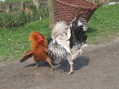 Watch the pornstars fighting each other! Accoppiamento galline - Galline - Accoppiamento galline ...