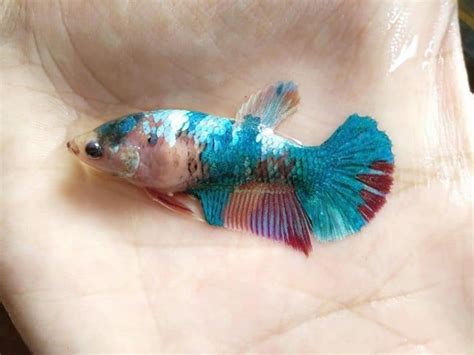 Betta fish sale online from many seller. Galaxy fancy female giant betta for sale - Betta fish for sale