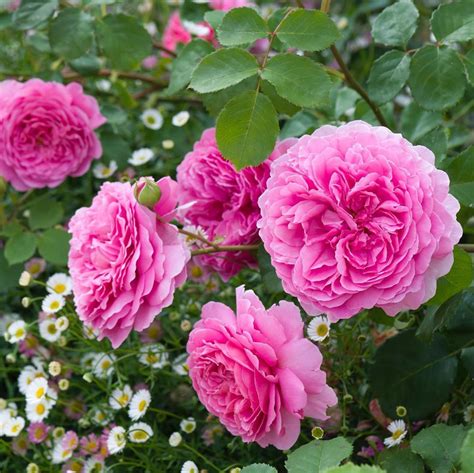 All roses sold in the us are grown in. David Austin Roses on Instagram: "Princess Alexandra of ...