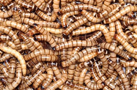 The larvae are minor pests, but they are also widely reared and sold as pet food.3. Tenébrio Gigante - 500 Unidades/larvas - R$ 87,90 em ...