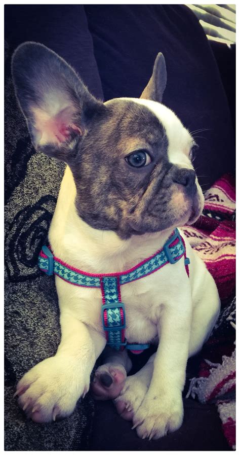 However, some people still admired the bulldog's distinctive look and. Blue eyed French bulldog | Puppy time, Dog cat, French bulldog