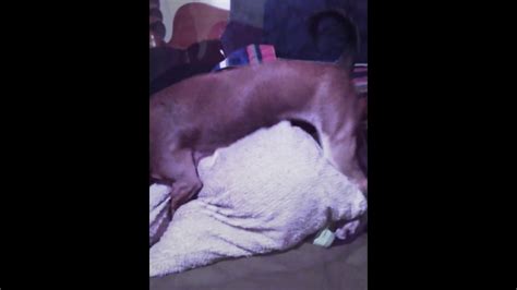 Pillows are soft and making love to them can be a pleasurable experience for both genders. Dog humping pillow - YouTube