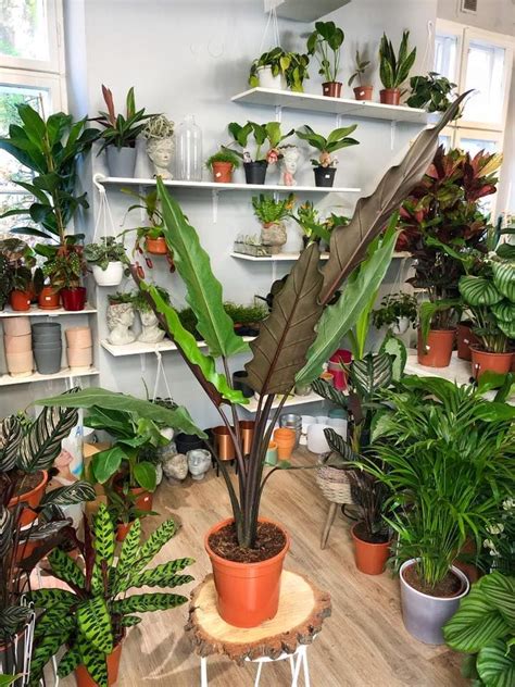 The alocasia is becoming increasingly popular. Alocasia lauterbachiana | Plants, Houseplants indoor ...