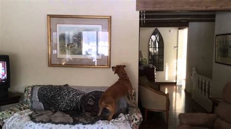 The anatolian pyrenees is a cross between the anatolian shepherd and the great pyrenees. Our neurotic Hungarian Vizsla mix, Great Pyrenees mix ...
