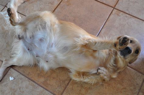 Golden retriever relaxes in hammock. Golden Retriever Pregnant - Sex Nude Celeb