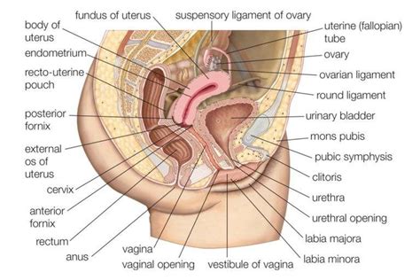 The female reproductive organs, in which the ova and the hormones estrogen and progesteron. Female reproductive system diagram