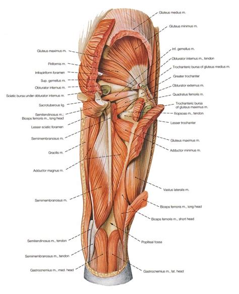 The diagram above shows part a myofibril called a sarcomere. Anatomy Male Groin . Anatomy Male Groin Diagram Of Muscles ...