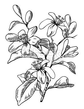 Check spelling or type a new query. Orange blossoms | Blossom tattoo, Flower drawing, Orange ...