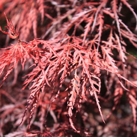 Disease free plants · superior customer service · low prices Tamukeyama - Garden Design Nursery