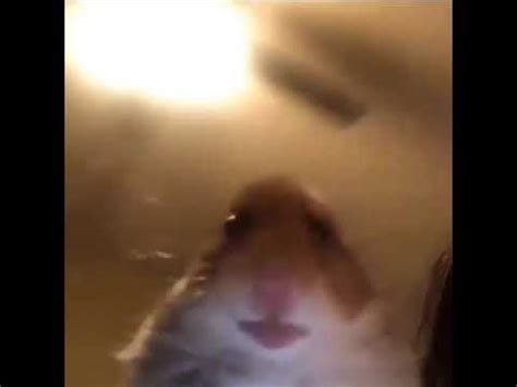 Hope you enjoy watching these cute hamsters doing funny things and failing. cute hamster looking at camera - YouTube