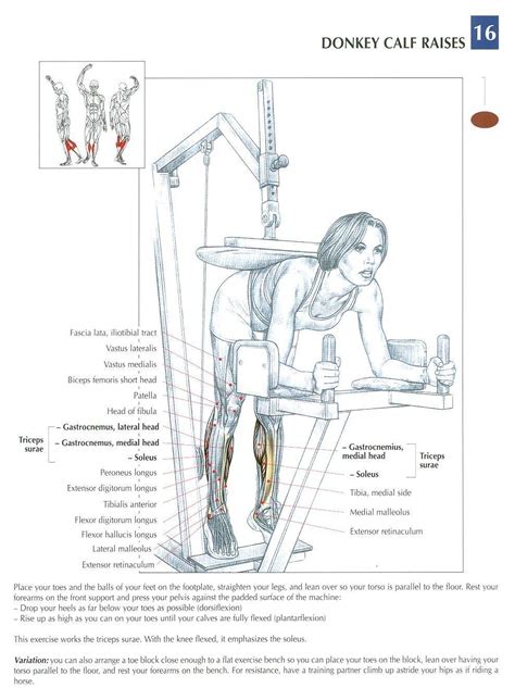 The lower leg muscles are essential bodily structures. Donkey Calf Raises ~ Repinned by Crossed Irons Fitness ...