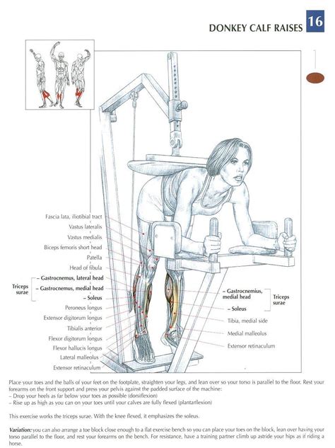 Working at a treadmill desk can also help you improve your posture. Donkey Calf Raises ~ Repinned by Crossed Irons Fitness ...