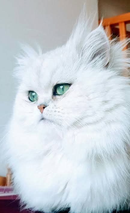 Why are white cats more prone to white cats are just as wonderful as black cats, orange cats, spotted cats, stripey cats, sleek cats, and poofy cats. WHITE CAT WITH GREEN EYES BEAUTIFUL in 2020 | Teacup ...