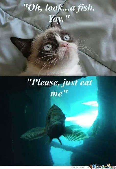 Funny animal pictures funny cats funny animals funny memes. Pin by Yumi on Grumpy Cat | Grumpy cat, Cat memes, Funny memes